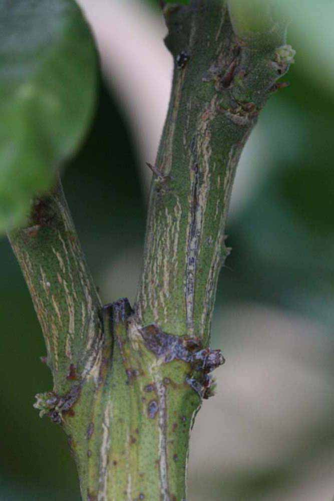              Second - third year twig (Riverside, CA)       